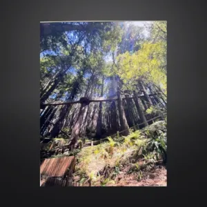 Photography – Appreciation of Growth